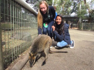 Wallaby