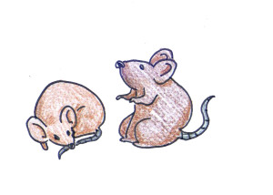 mice