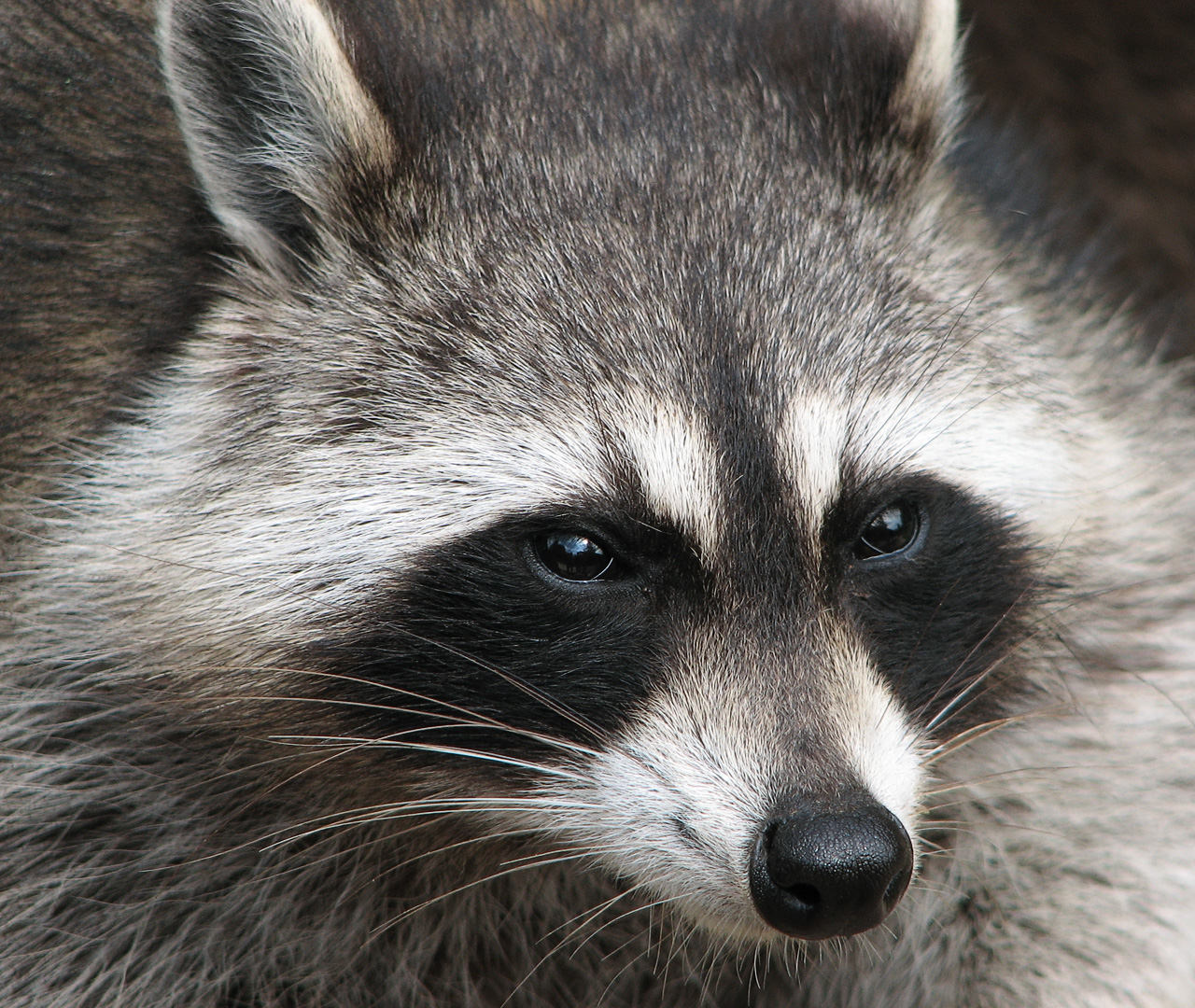 Going rabid over Metro Supermarket’s raccoon ban