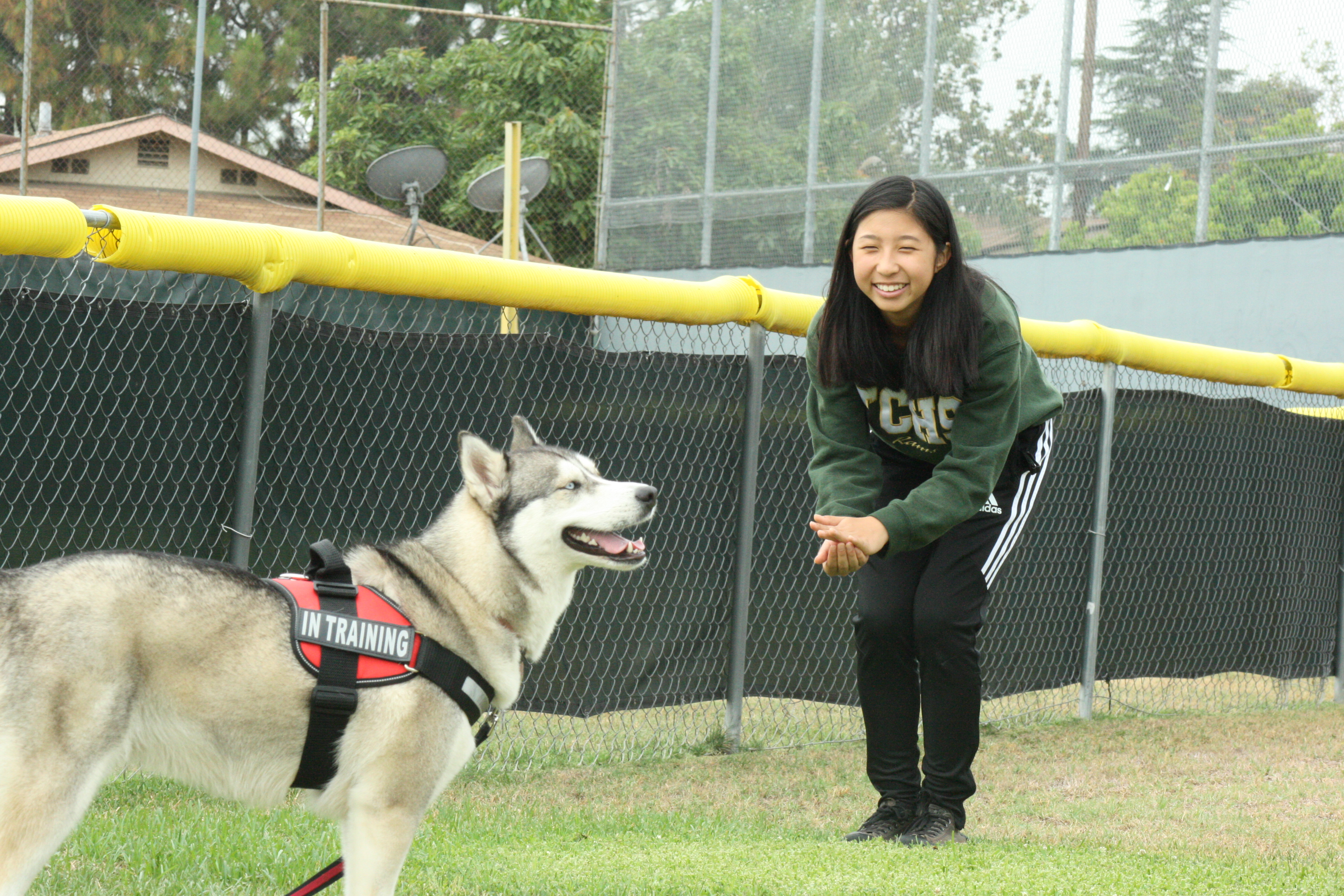 Your guide to behaving around therapy dogs