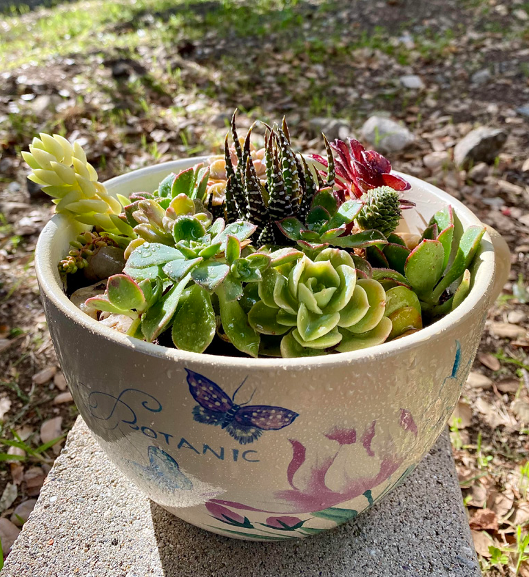 Prick-tical DIY succulent bowl